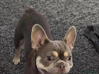 French Bulldog dogs French buldog - Advert 1