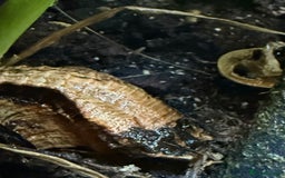 Gecko reptiles for sale: Gargoyle Gecko Full Bioactive Setup - Image 5