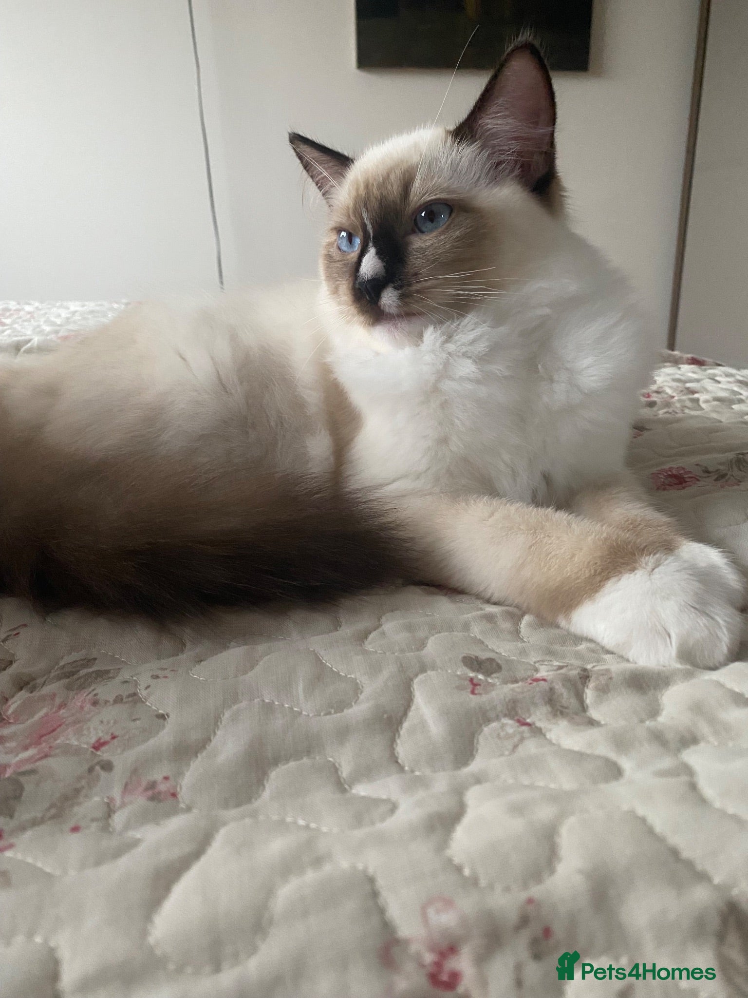 Ragdoll cats Last kitten! GCCF Champion Bloodline 🏆 - Advert 2