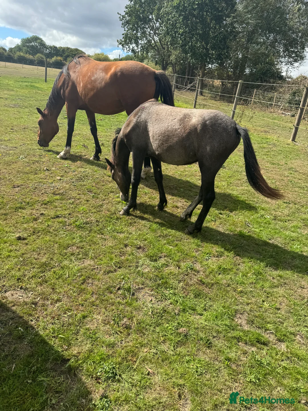 Connemara horses for sale: Beautiful Connemara yearling gelding  - Advert 3