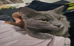 Russian Blue cats for sale: A female grey cat for sale - Image 6