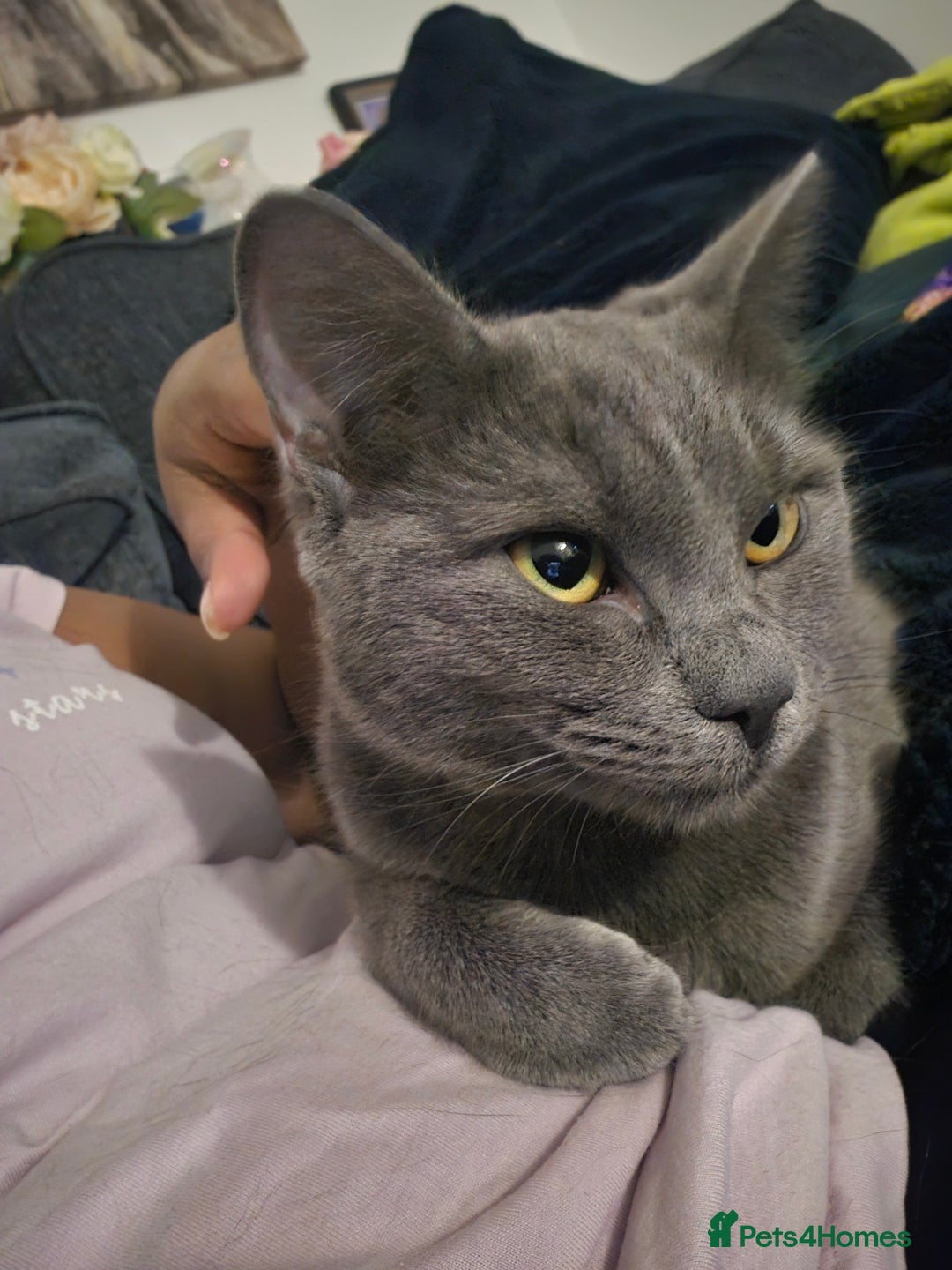 Russian Blue cats for sale: A female grey cat for sale - Image 6
