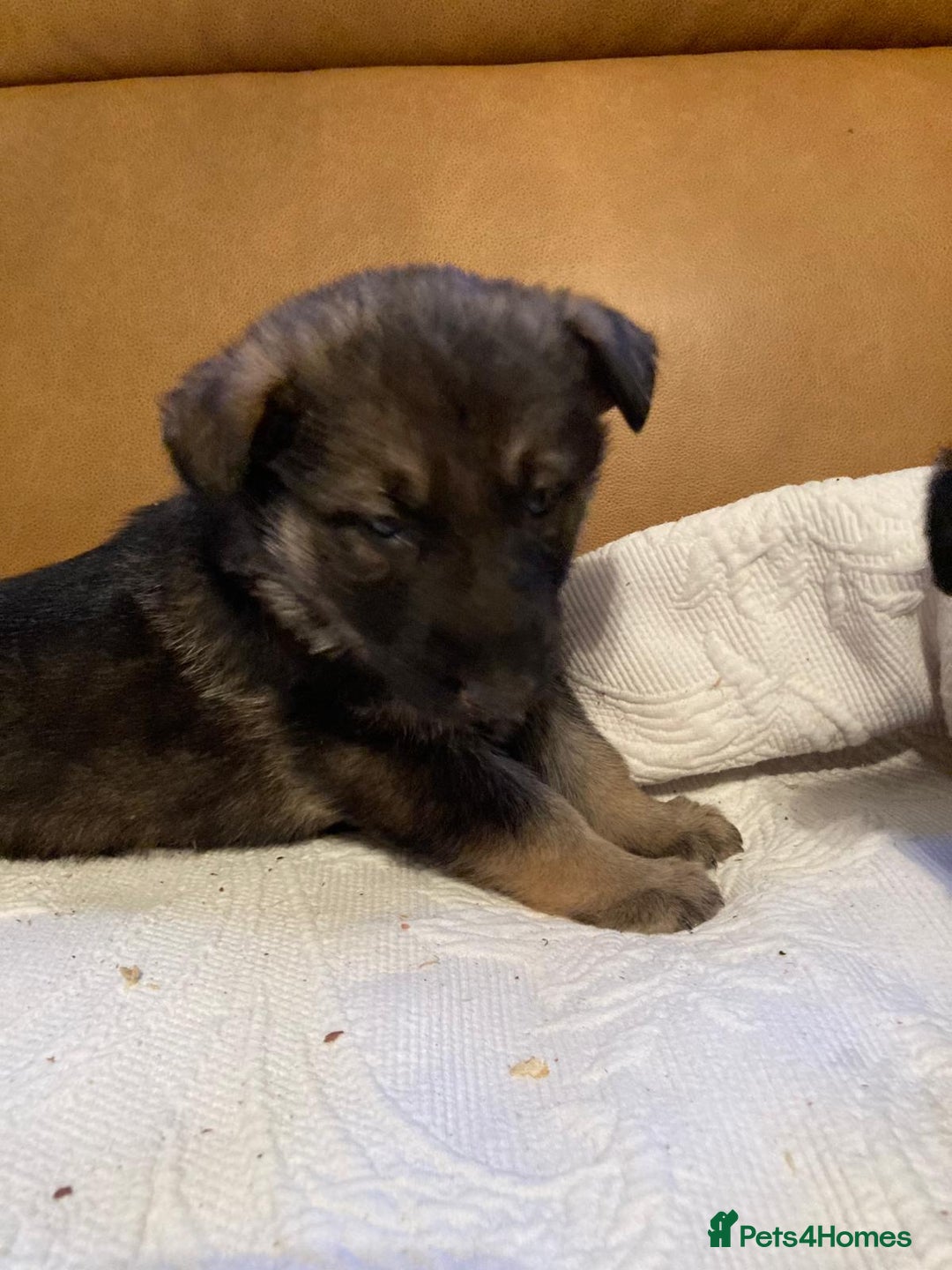 German Shepherd dogs for sale: Beautiful German shepherd Puppies - Advert 6