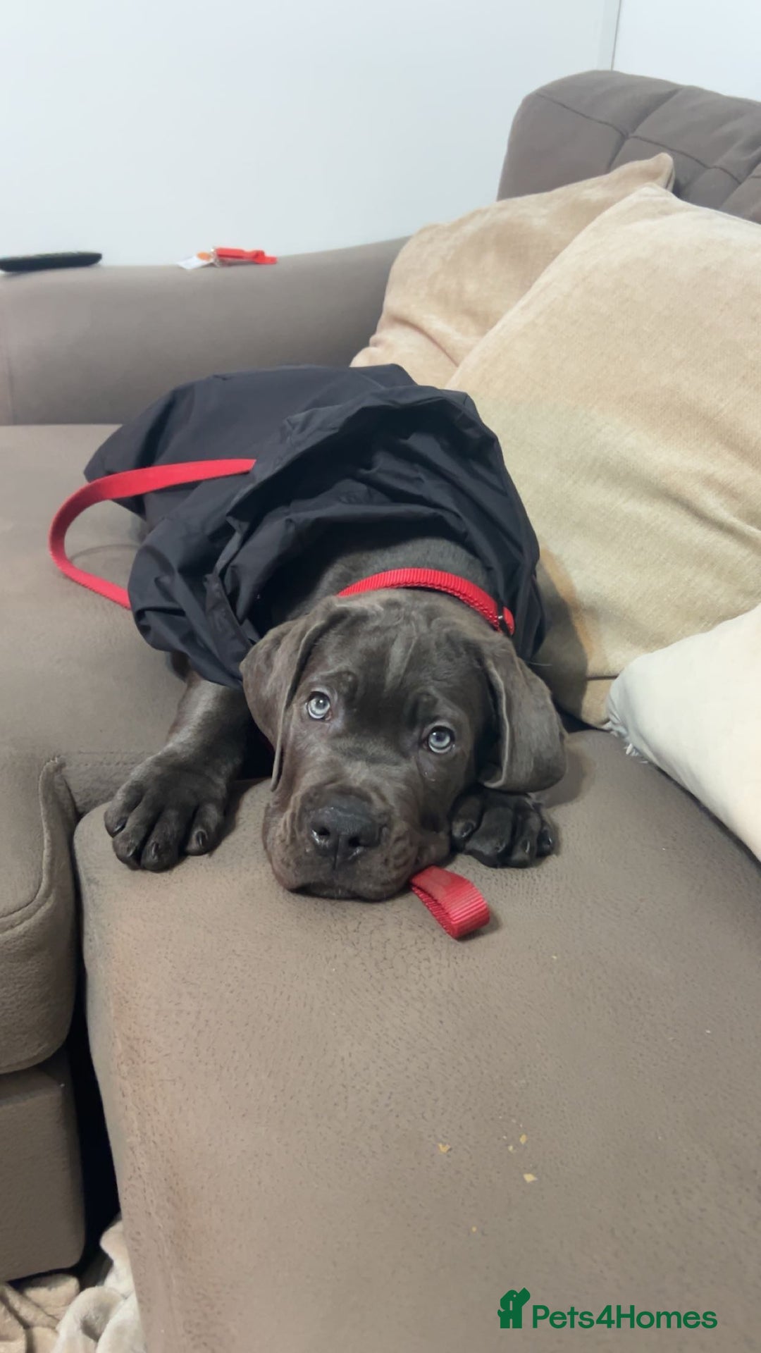 Cane Corso dogs for sale: Cane corso 11 week - Image 3