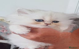 Persian cats for sale: Quality pure bred white tipped kittens - Image 3