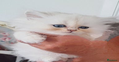 Persian cats - Advert 2