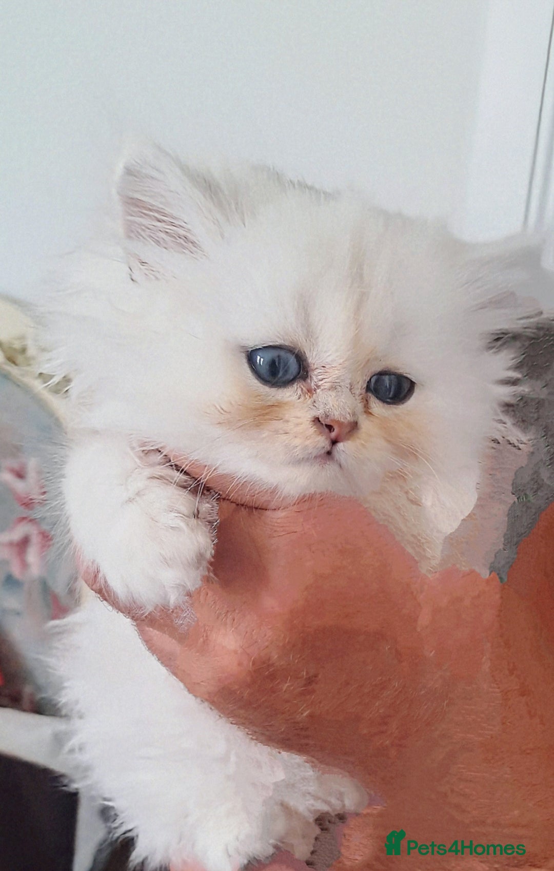 Persian cats for sale: Quality pure bred white tipped kittens - Image 3
