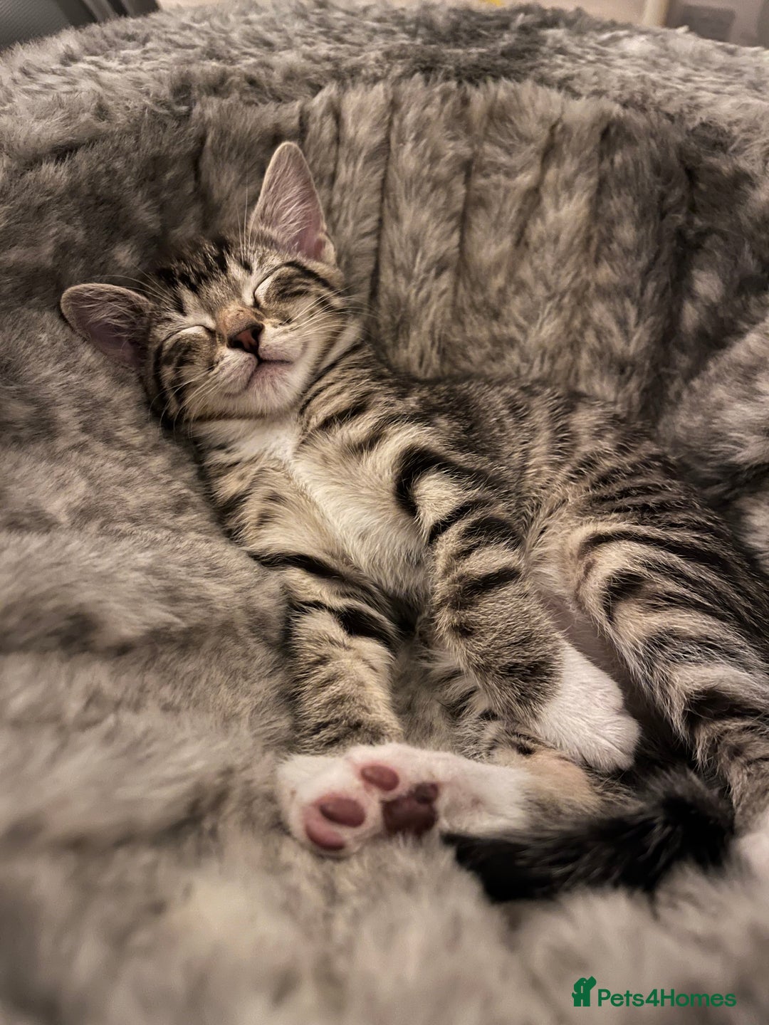 Mixed Breed cats for sale: 4 beautiful kittens looking for new homes  - Advert 18