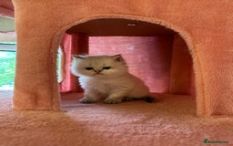 British Longhair cats for sale: TOP QUALITY BRITISH LONG HAIR KITTEN BOY  - Image 3