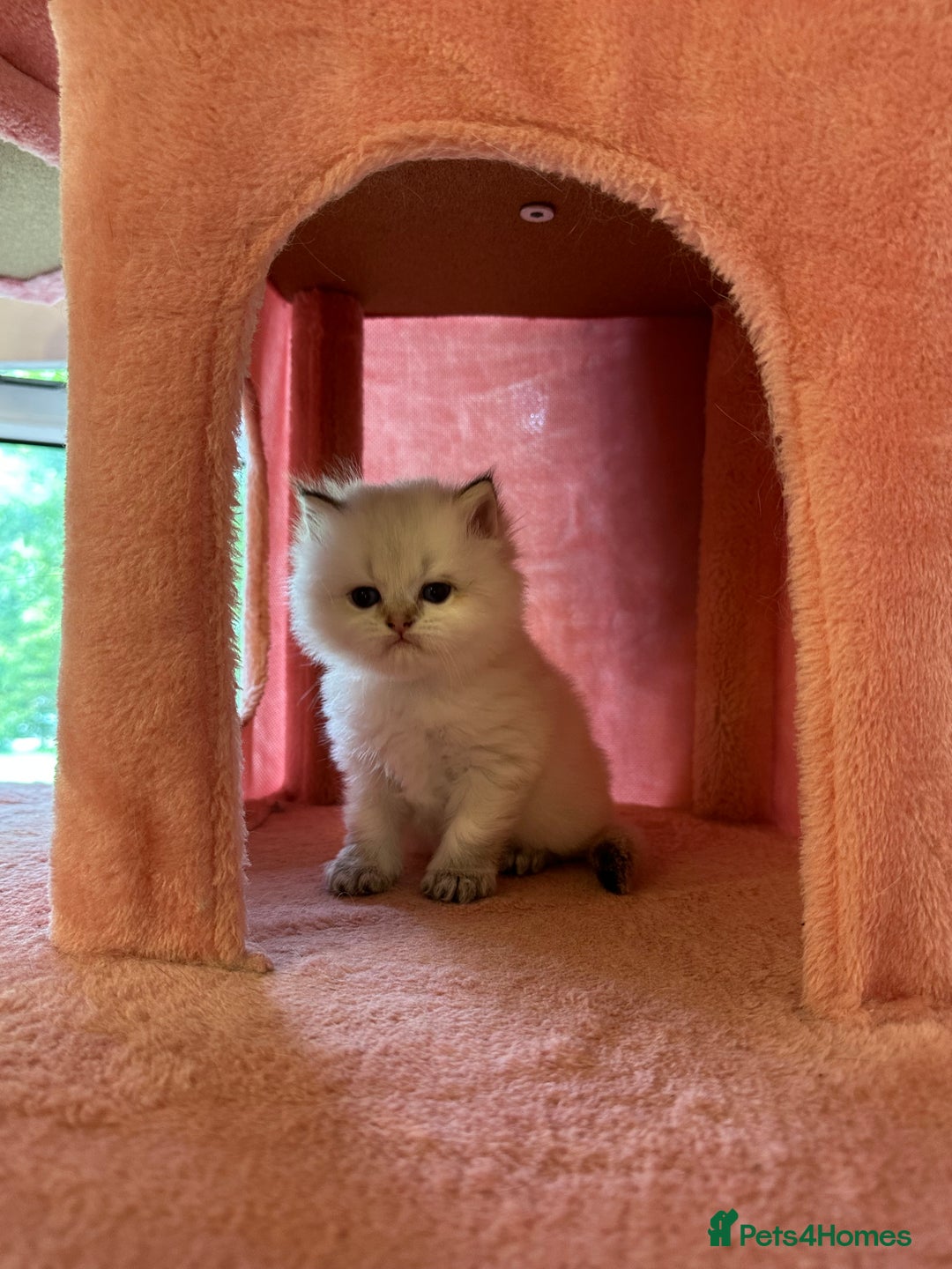 British Longhair cats for sale: TOP QUALITY BRITISH LONG HAIR KITTEN BOY  - Image 3