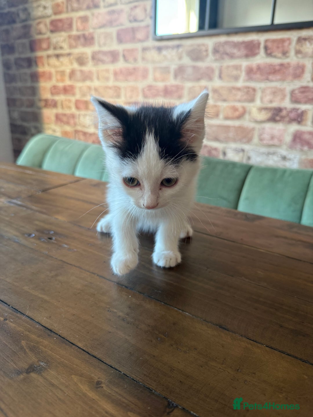Ragdoll cats for sale: Ragdoll mix boy kitten last in litter reduced £375 - Advert 2