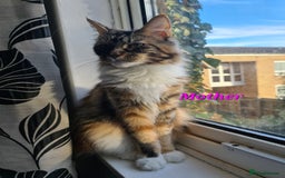 Maine Coon cats for sale: LARGE MAINE COON KITTENS - Image 11