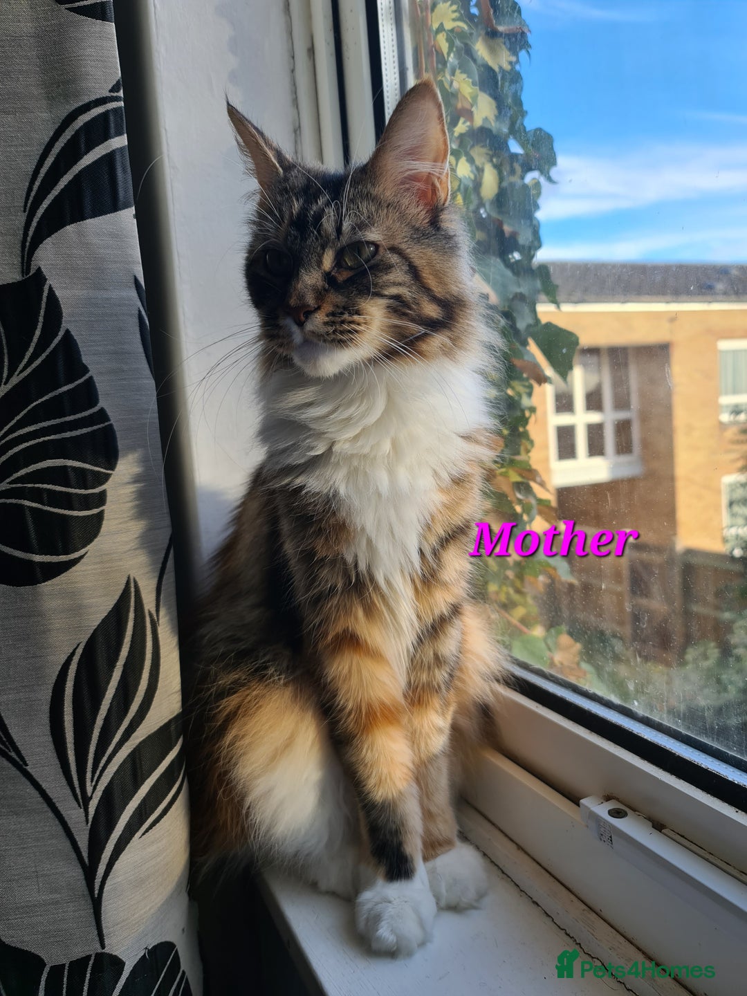 Maine Coon cats for sale: LARGE MAINE COON KITTENS - Image 11