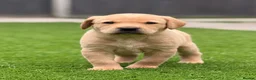 Labrador Retriever dogs for sale: Labrador puppies  - Advert 21