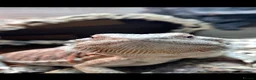 Bearded Dragon reptiles for sale: 9 month old bearded dragon for sale. - Advert 5