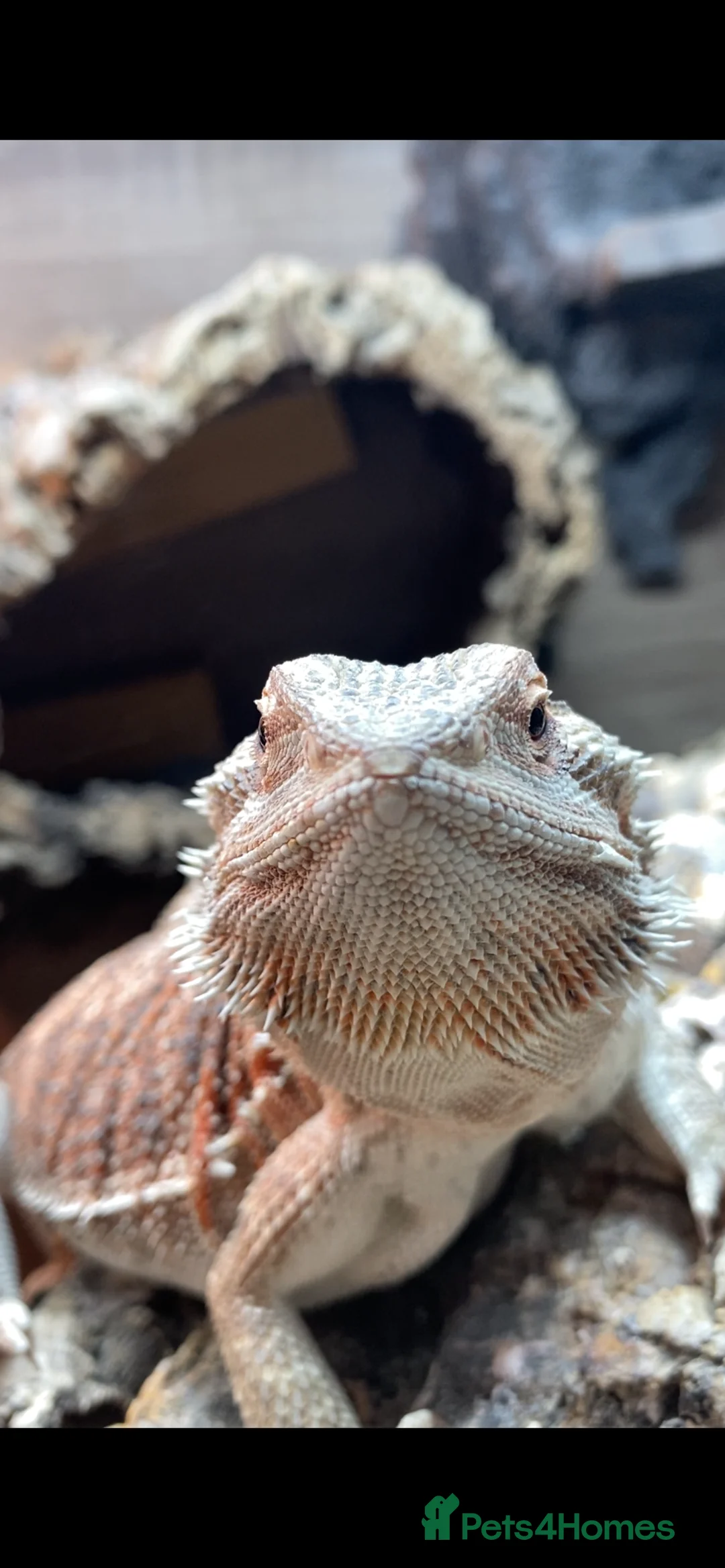 Bearded Dragon reptiles for sale: 9 month old bearded dragon for sale. - Advert 5