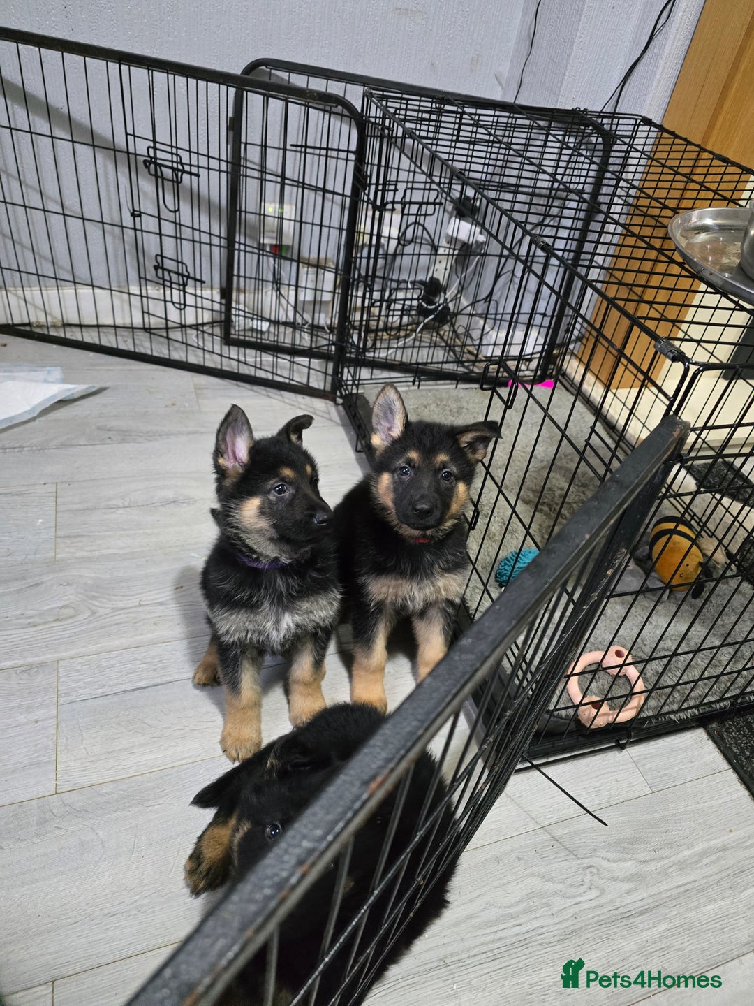 German Shepherd dogs for sale: German shepard pups - Image 18