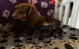 Miniature Dachshund dogs for sale: Long Haired Miniature Dachshunds - Image 16