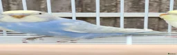 Budgerigars birds for sale: Budgies for sale Birmingham  - Advert 24