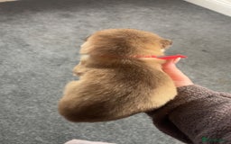 Siberian Husky dogs for sale: Beautiful husky pups 🔥 only 3 male pups left 🔥 - Advert 32