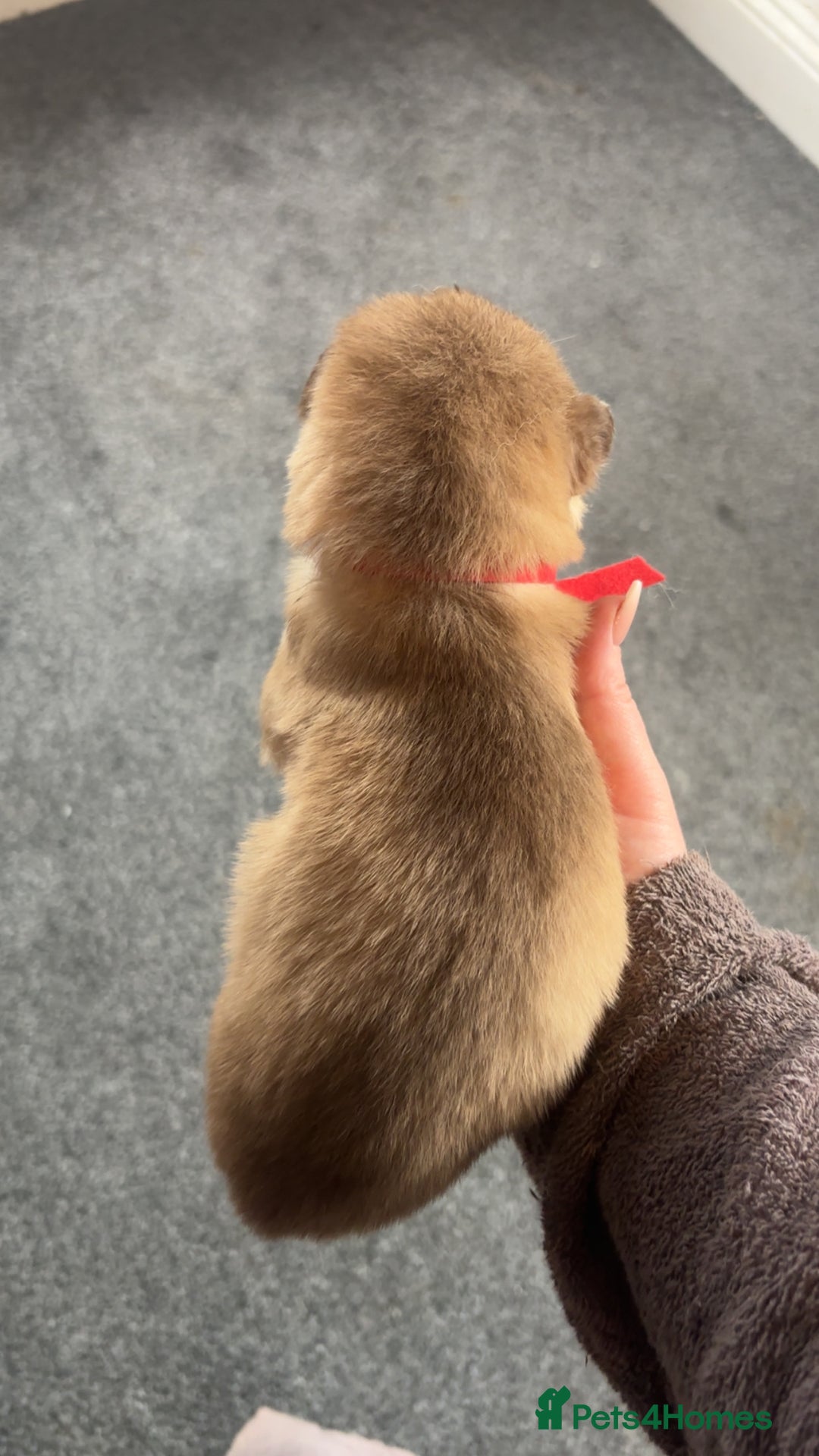 Siberian Husky dogs for sale: Beautiful husky pups 🔥 only 3 male pups left 🔥 - Advert 32