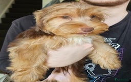 Yorkshire Terrier dogs for sale: 🩵 DNA tested parents 🩵 Chocolate and Tan boy - Image 2