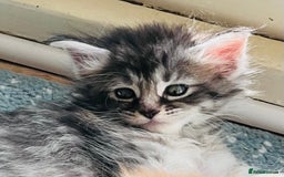 Maine Coon cats for sale: Beautiful Maine Coon babies - Image 24