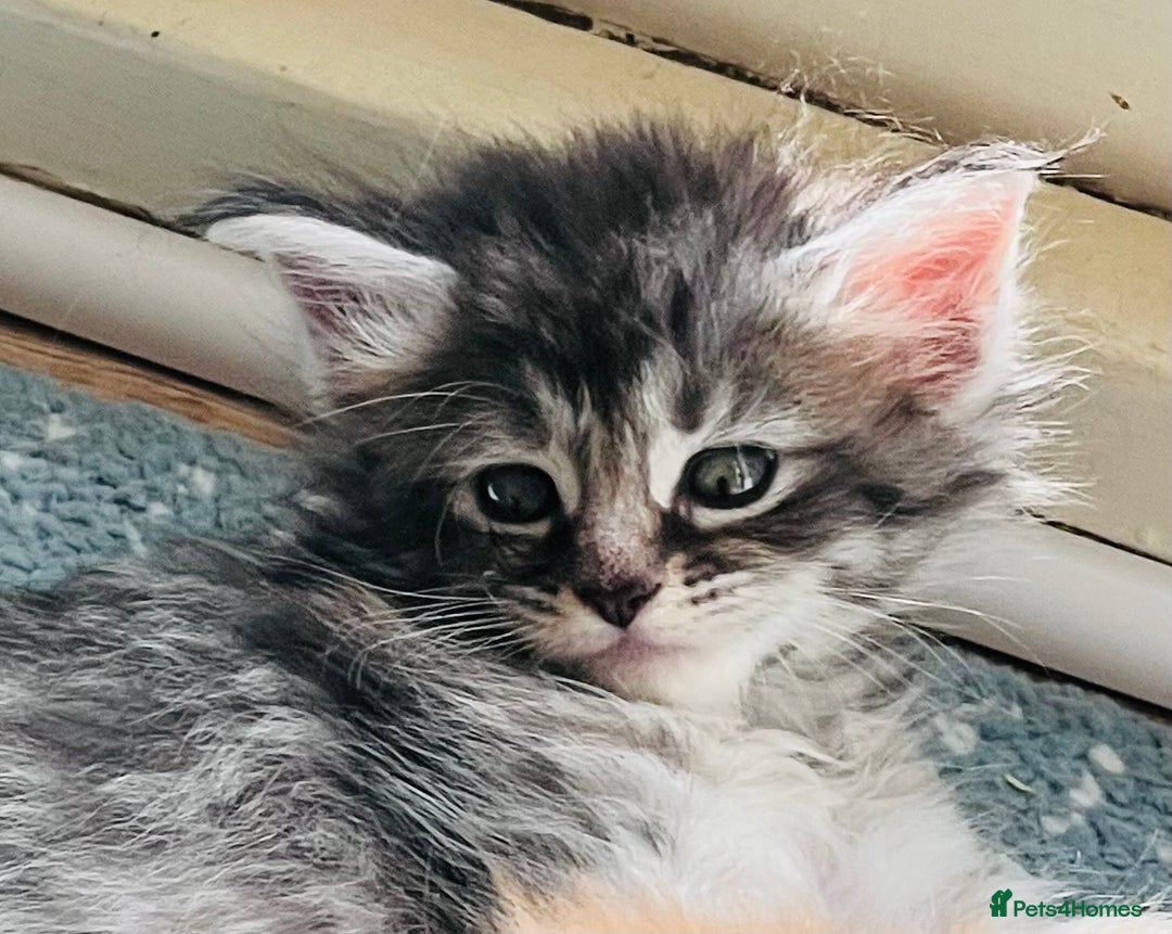 Maine Coon cats for sale: Beautiful Maine Coon babies - Image 24