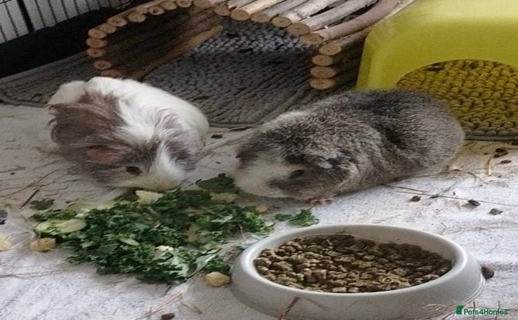 Guinea Pig rodents - Advert 1