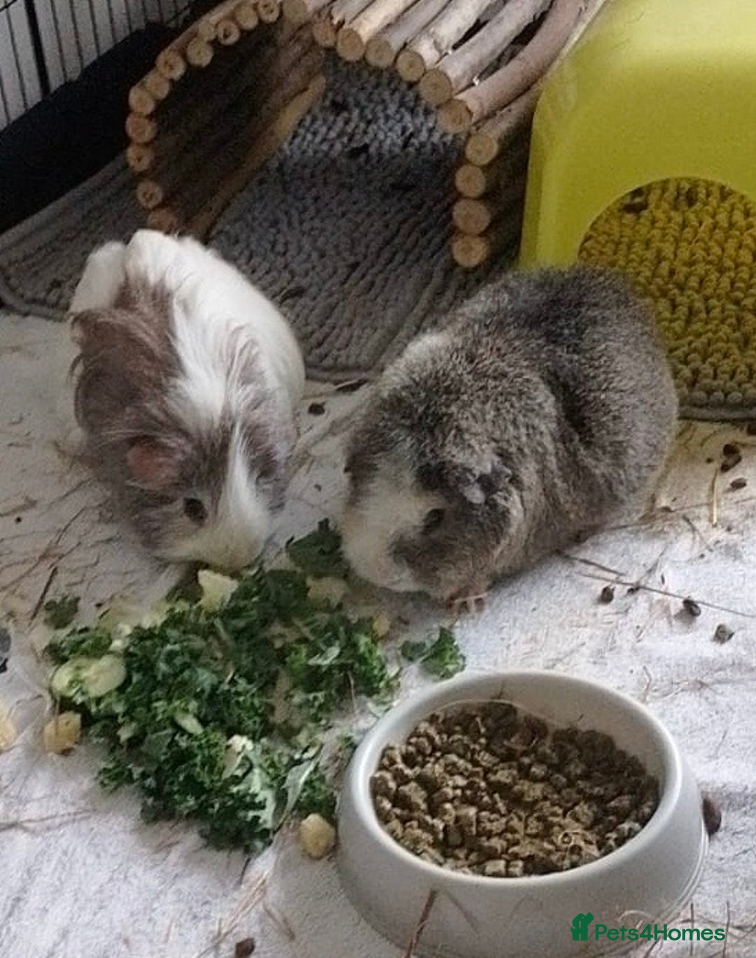Guinea Pig rodents for sale: Bonded Male Guinea Pigs - Image 1