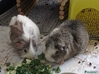 Guinea Pig rodents for sale - Advert 1