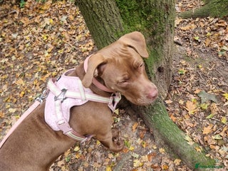 Mixed Breed dogs - Advert 2