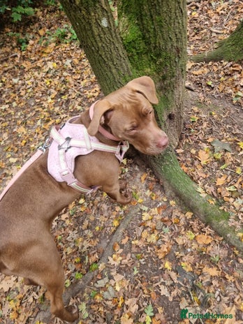 Mixed Breed dogs - Advert 1