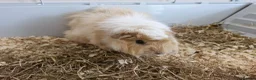 Guinea Pig rodents for sale: 2 Female Guinea Pigs, with cage and food setup - Advert 5