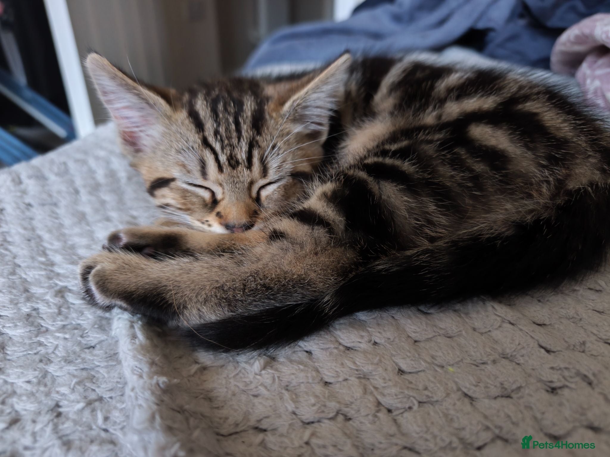 Domestic Shorthair cats TWO beautiful Tabby kittens available  - Advert 21