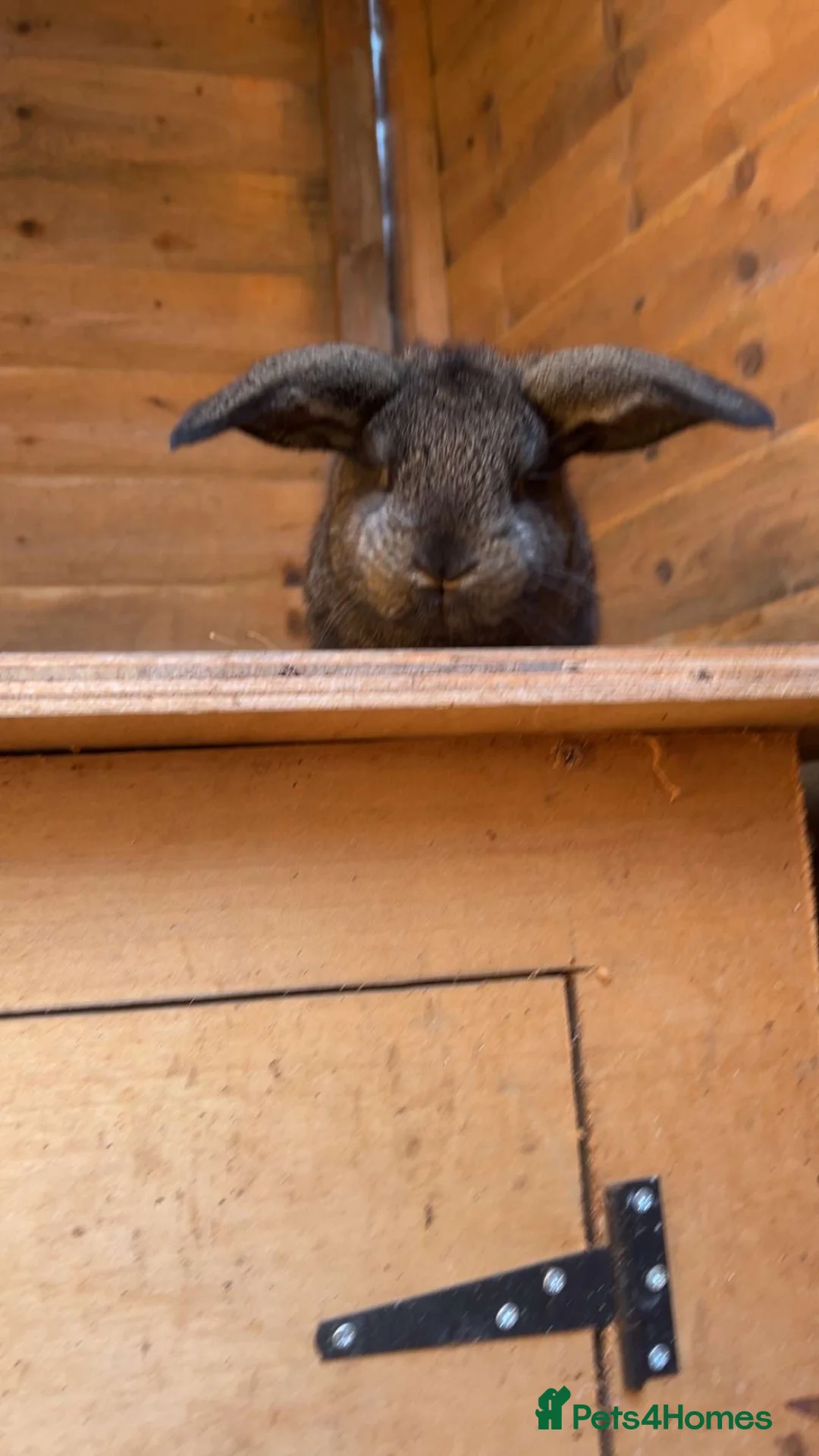 Mixed Breed rabbits for sale: Gorgeous French lop cross in Deal - Advert 7