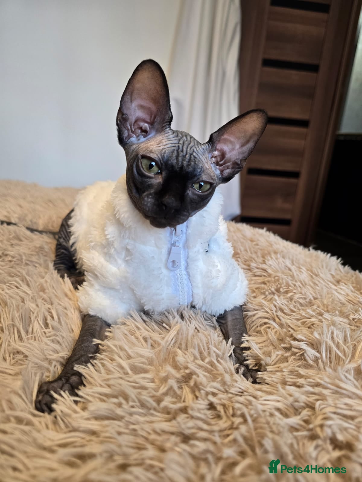 Sphynx cats Fully vaccinated health checked kittens  - Advert 16