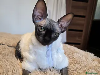 Sphynx cats Fully vaccinated health checked kittens - Advert 16