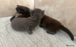 Maine Coon cats for sale: Chocolate main coons - Image 14