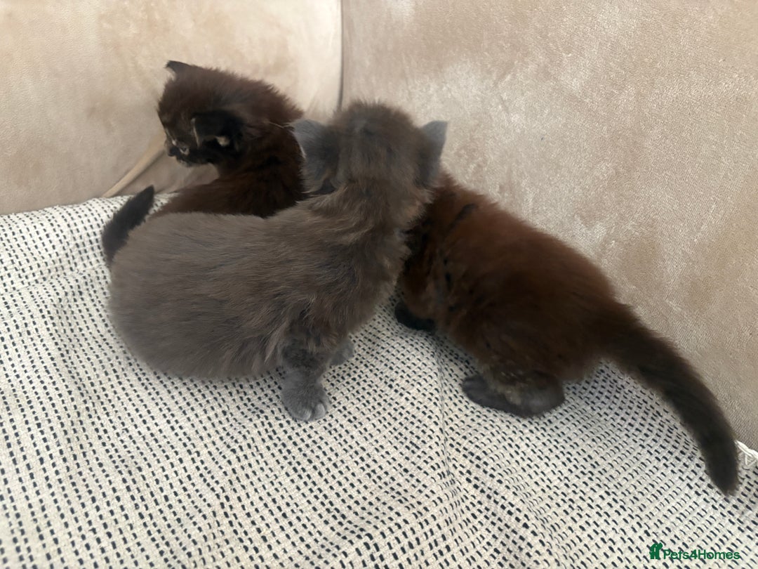 Maine Coon cats for sale: Chocolate main coons - Image 14