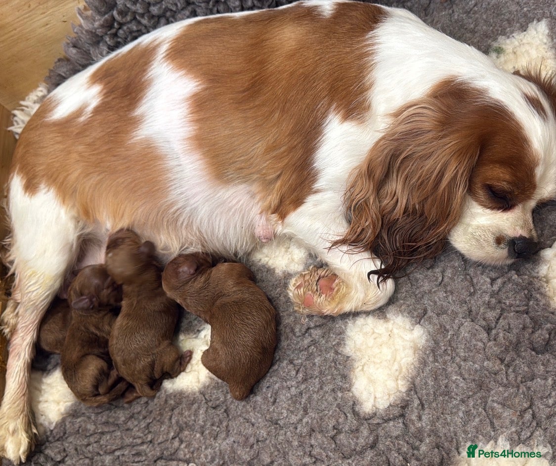 Cavapoo dogs Red toy Cavapoo puppies - Advert 1