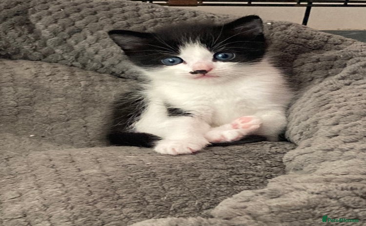 Mixed Breed cats - Advert 5