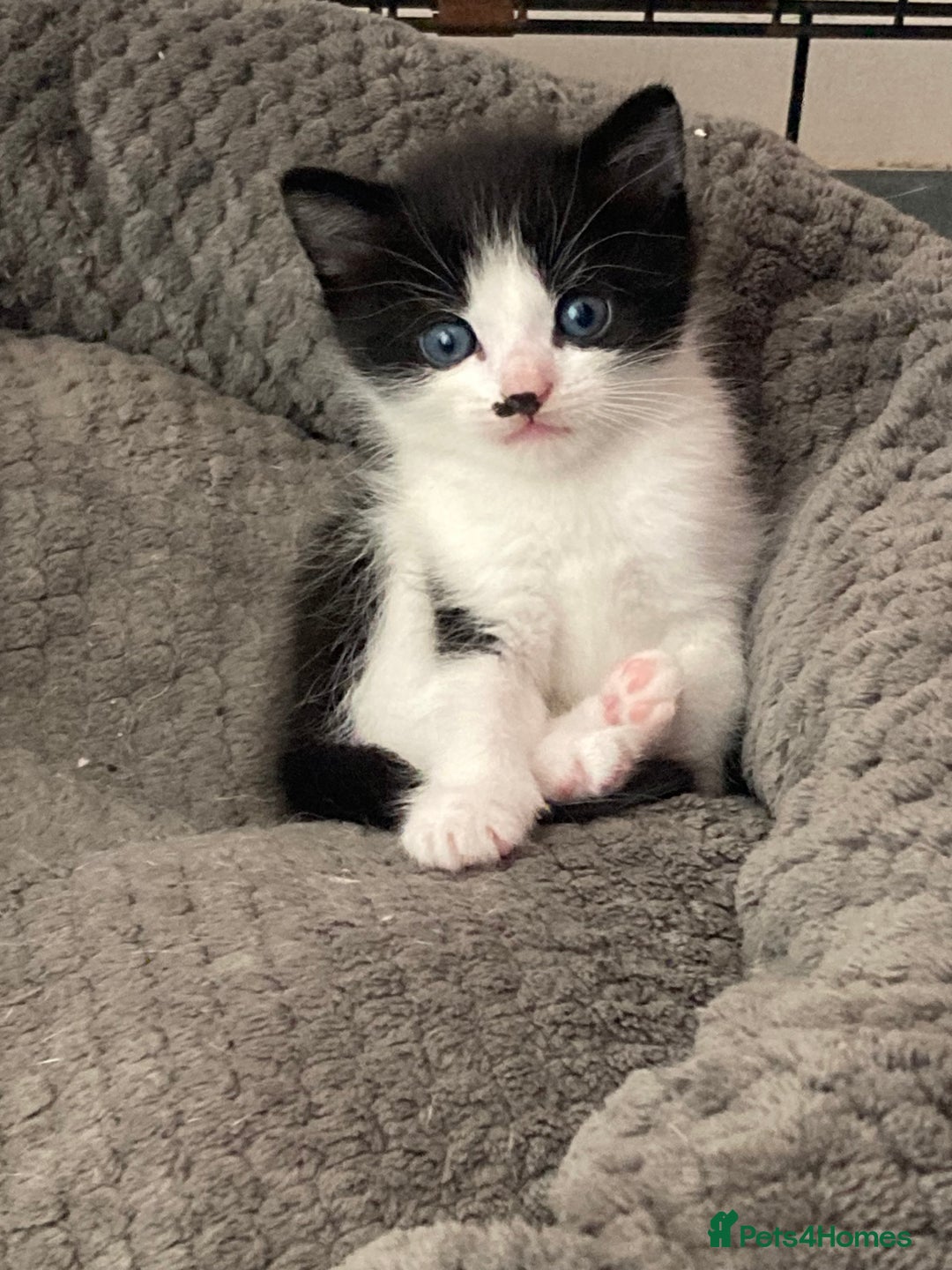 Mixed Breed cats for sale: 3 Beautiful boys  - Image 1