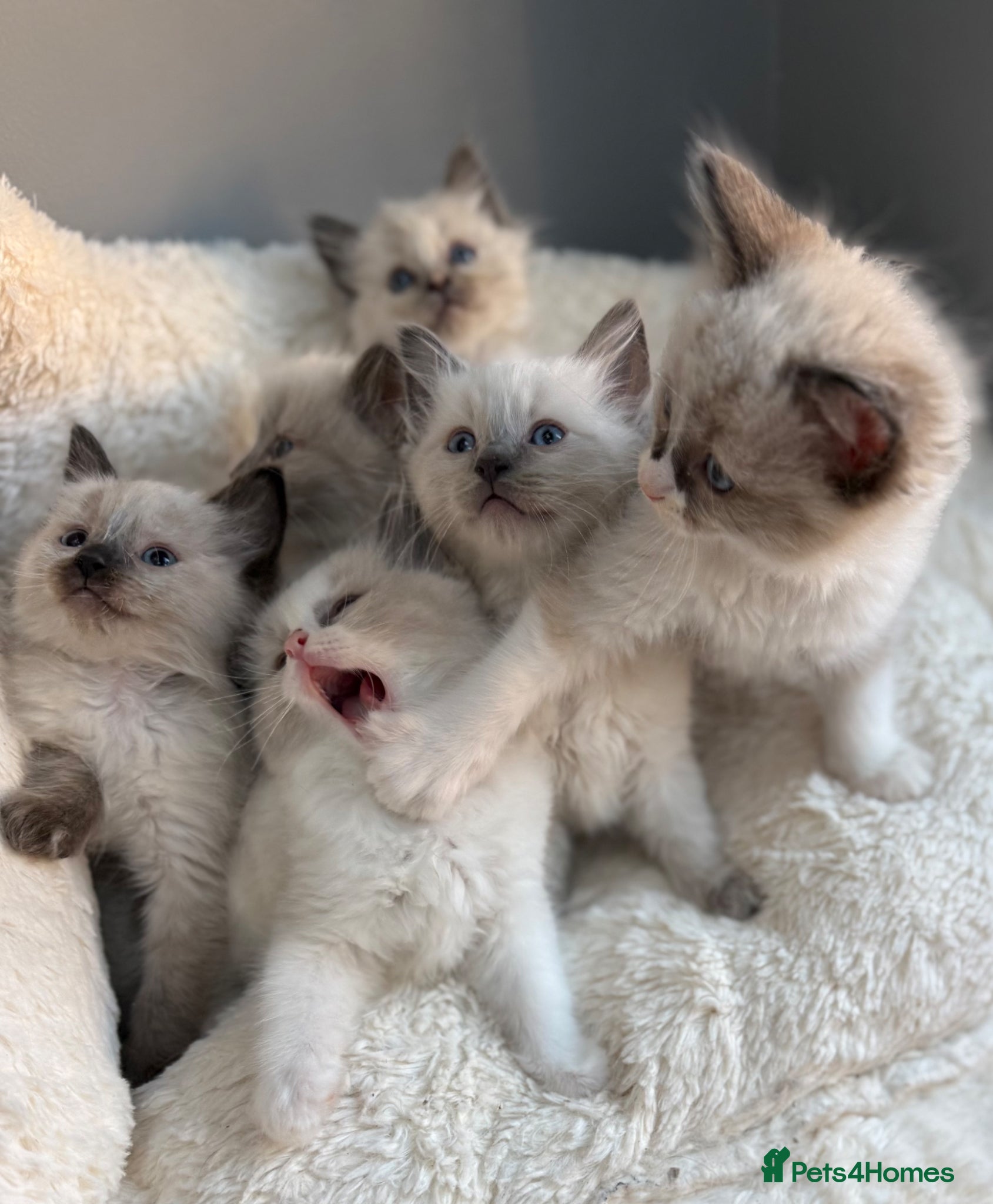 Ragdoll cats 🎖️GCCF🏆RAGDOLLS 11WKS **EXTENSIVE GENETIC TEST** - Advert 14