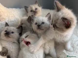 Ragdoll cats 🎖️GCCF🏆RAGDOLLS 11WKS **EXTENSIVE GENETIC TEST** - Advert 14