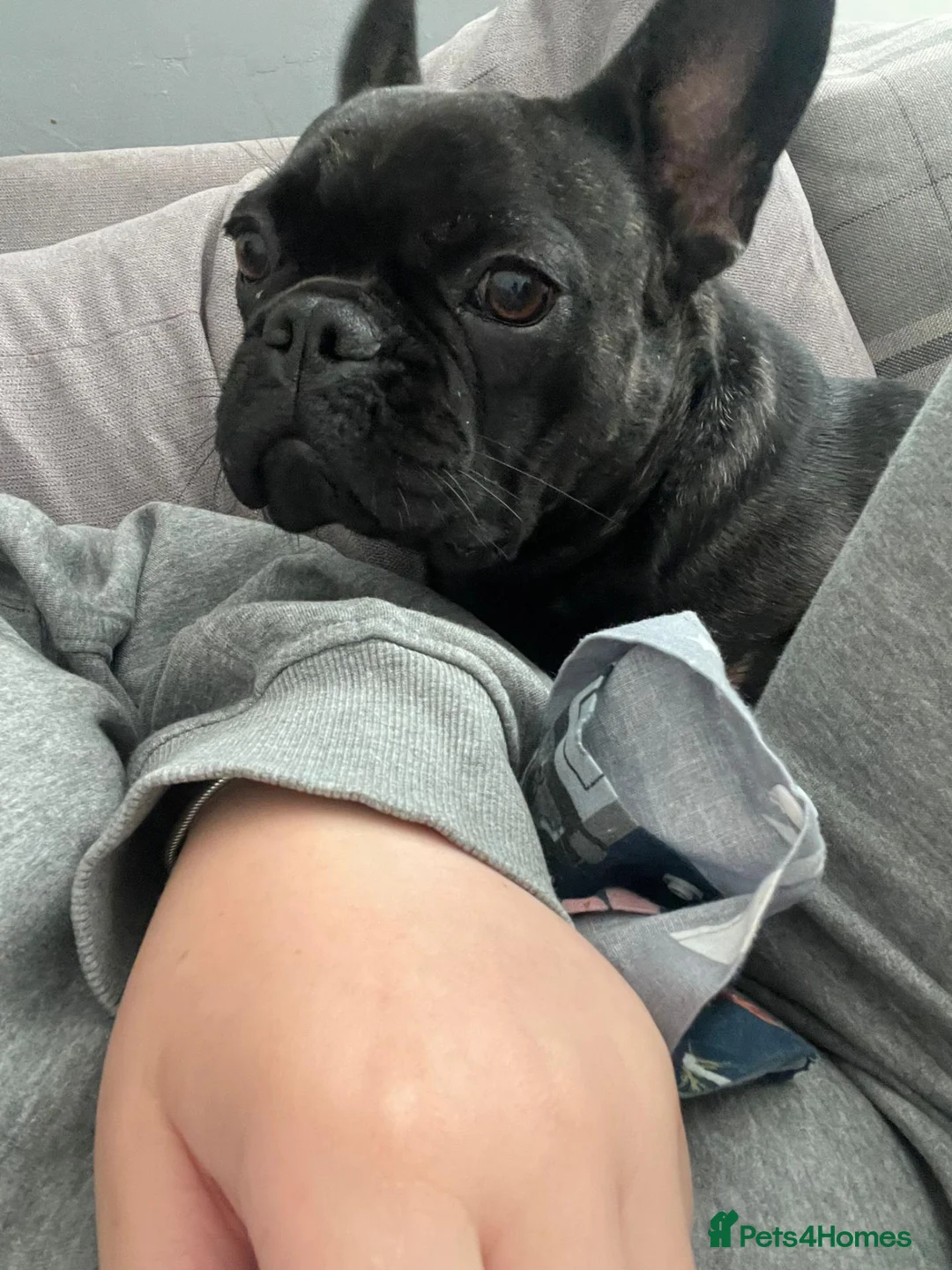 French Bulldog dogs for sale: Frenchie looking for new home  in London - Advert 2