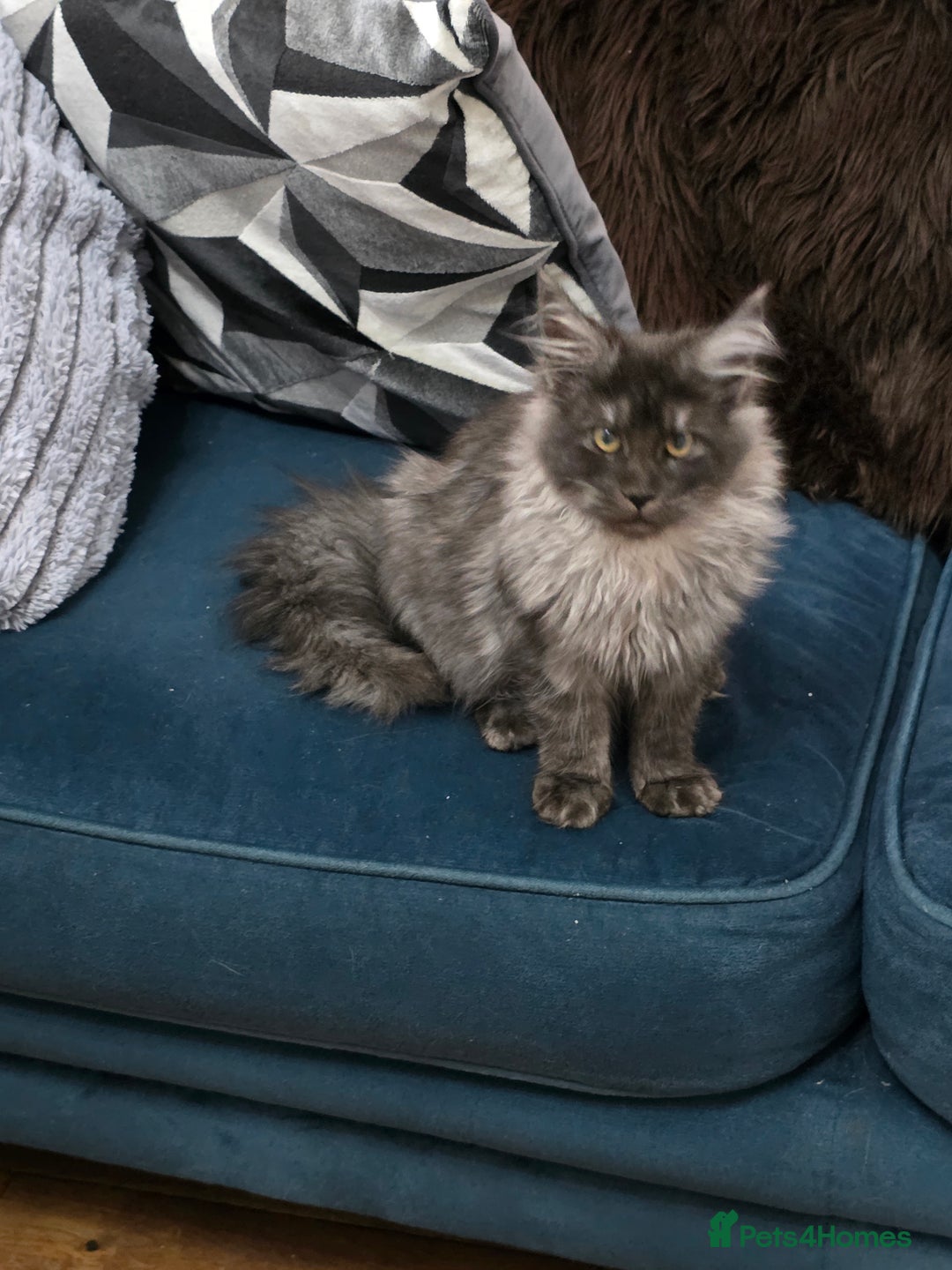 Maine Coon cats for sale: Pedigree XL Mainecoon kittens - Image 25