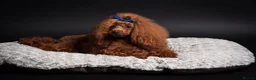 Cavapoo dogs for sale: F1 Red Toy Cavapoo Puppies 5* home bred DNA  - Advert 30
