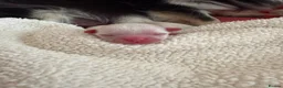 Chihuahua dogs for sale: Beautiful Chihuahua Boys 🐾 - Advert 5