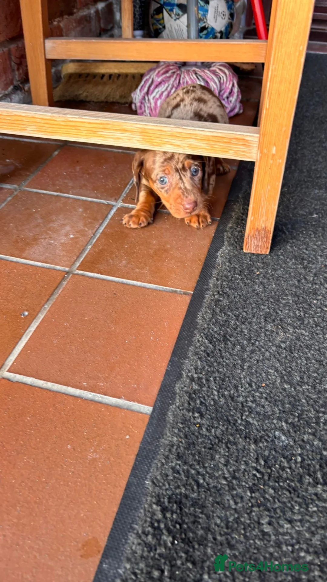 Miniature Dachshund dogs for sale: Miniature daushand  - Advert 3